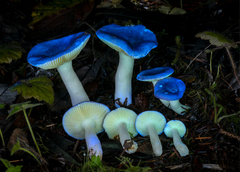 Russula zelleri