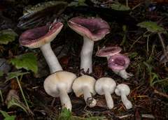 Russula zelleri