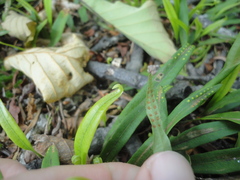 Lepisorus ussuriensis