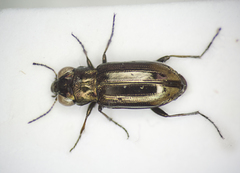 Notiophilus substriatus