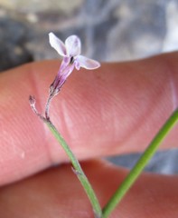 Lobelia patula