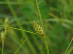 Carex remota