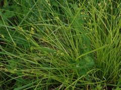 Carex remota