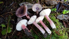 Russula queletii