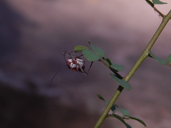 Leptocoris abdominalis