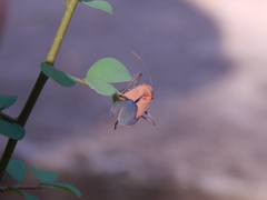 Leptocoris abdominalis