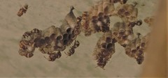 Ropalidia variegata