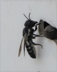 Megachile cephalotes