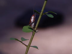 Leptocoris abdominalis