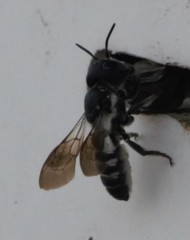 Megachile cephalotes