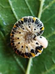 Cimbex quadrimaculatus