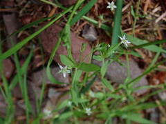 Stellaria alsine