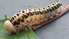 Cimbex quadrimaculatus