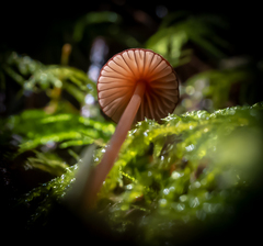 Mycena sanguinolenta