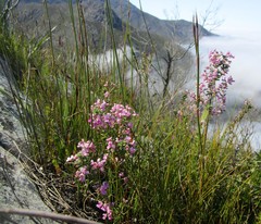 Indigofera concava