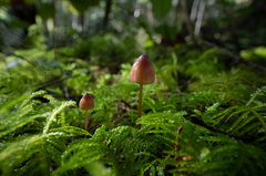 Mycena sanguinolenta