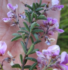 Indigofera concava