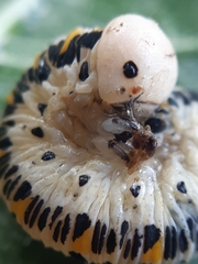 Cimbex quadrimaculatus