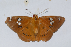 Capila phanaeus