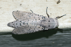 Polyphagozerra coffeae