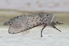 Polyphagozerra coffeae