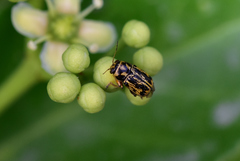 Pachybrachis hieroglyphicus