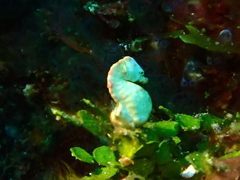 Hippocampus colemani