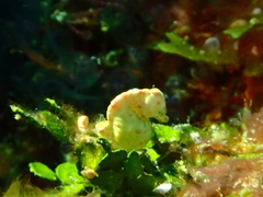 Hippocampus colemani