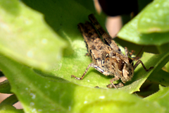 Calliptamus plebeius