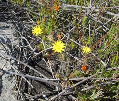Ursinia trifida