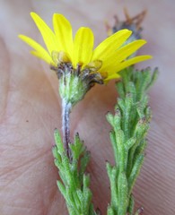 Ursinia trifida