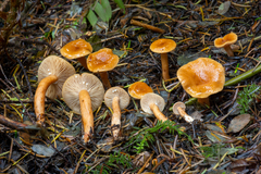 Lactarius subviscidus