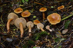 Lactarius subviscidus