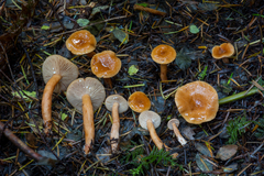 Lactarius subviscidus