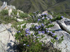 Psoralea speciosa