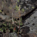 Agrostis humilis - Photo (c) Susan, alguns direitos reservados (CC BY-NC), uploaded by Susan