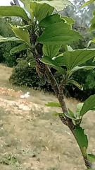 Cicadatra querula