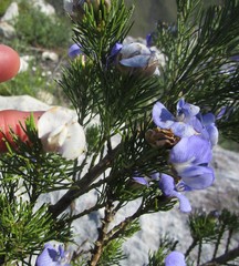 Psoralea speciosa