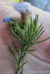 Psoralea speciosa