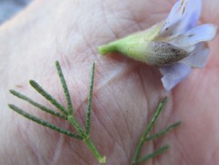Psoralea speciosa