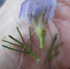 Psoralea speciosa