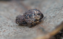 Exithius cariosus