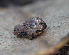 Exithius cariosus