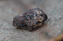 Exithius cariosus