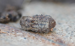 Exithius cariosus