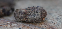 Exithius cariosus