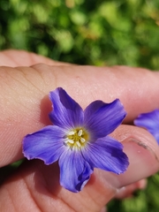 Linum julicum