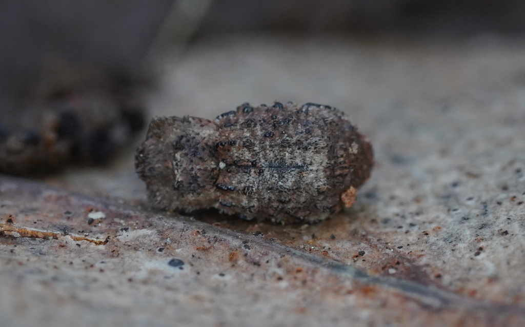 Exithius cariosus