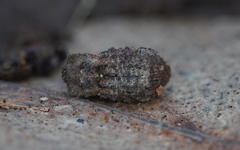 Exithius cariosus
