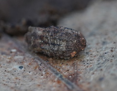 Exithius cariosus